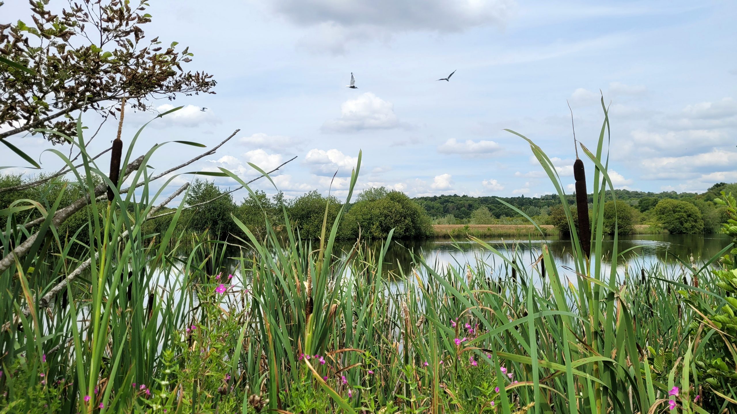 Fwd: Greg Howarth Rother Valley Nature Reserve Pond 4			
					</div><!-- .entry-content -->
		
		<footer>
		
		
		
					
					</footer><!-- .entry-meta -->
	</article><!-- #post -->
				
											
				
		
<hr class=