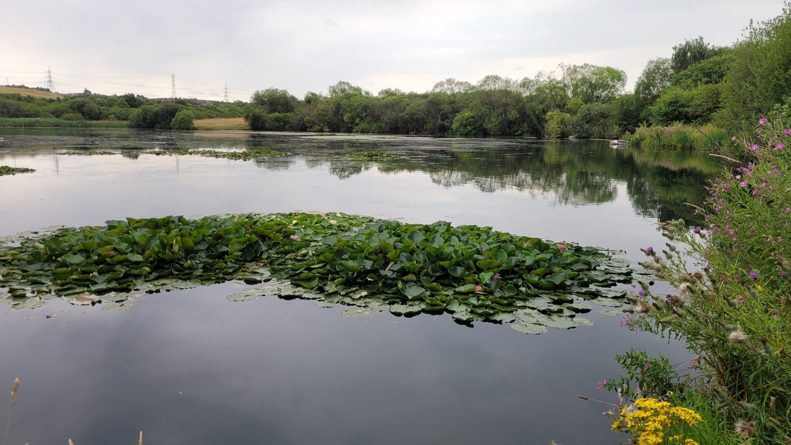 Fwd: Greg Howarth Water Lilley Treeton Dyke			
					</div><!-- .entry-content -->
		
		<footer>
		
		
		
					
					</footer><!-- .entry-meta -->
	</article><!-- #post -->
				
											
				
		
<hr class=