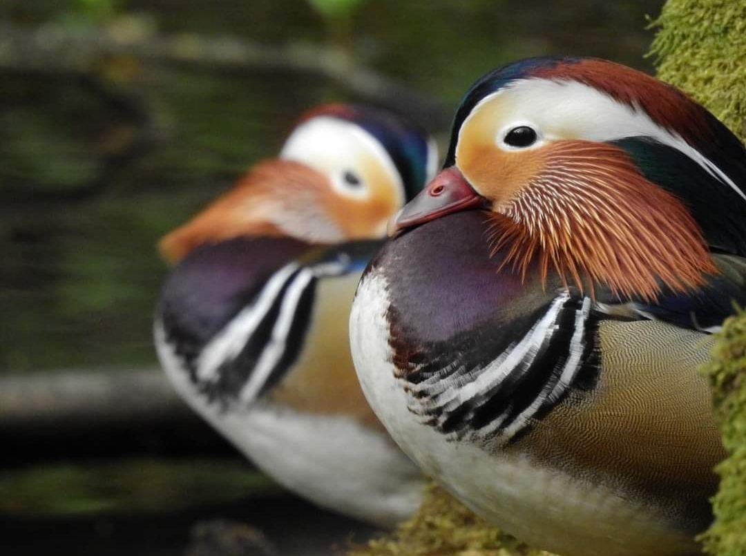 Fwd: Brian Hodkinson Photos			
					</div><!-- .entry-content -->
		
		<footer>
		
		
		
					
					</footer><!-- .entry-meta -->
	</article><!-- #post -->
				
											
				
		
<hr class=