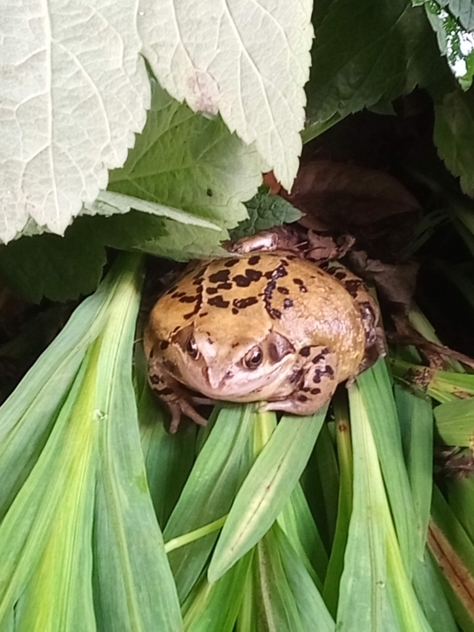 Fwd: Photograph by MFH, A friend in the garden			
					</div><!-- .entry-content -->
		
		<footer>
		
		
		
					
					</footer><!-- .entry-meta -->
	</article><!-- #post -->
				
											
				
		
<hr class=