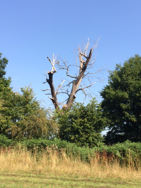 Fwd: Eckington Woods			
					</div><!-- .entry-content -->
		
		<footer>
		
		
		
					
					</footer><!-- .entry-meta -->
	</article><!-- #post -->
				
											
				
		
<hr class=