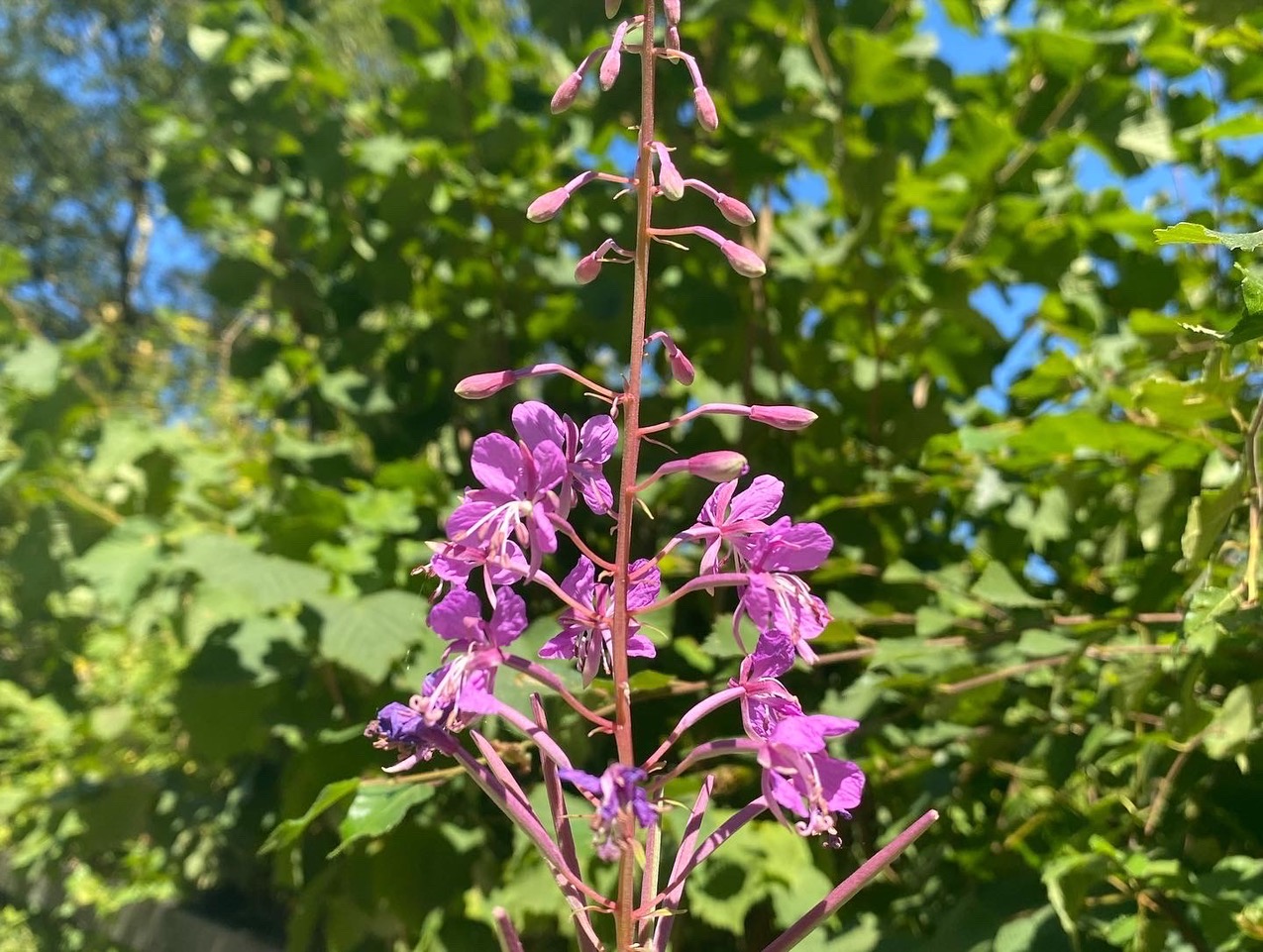 Fwd: Photos			
					</div><!-- .entry-content -->
		
		<footer>
		
		
		
					
					</footer><!-- .entry-meta -->
	</article><!-- #post -->
				
											
				
		
<hr class=