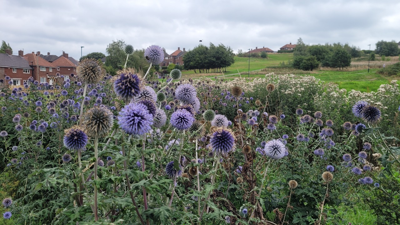 Fwd: Greg Howarth Taplow Blue Thistle Deep Pits Manor			
					</div><!-- .entry-content -->
		
		<footer>
		
		
		
					
					</footer><!-- .entry-meta -->
	</article><!-- #post -->
				
											
				
		
<hr class=