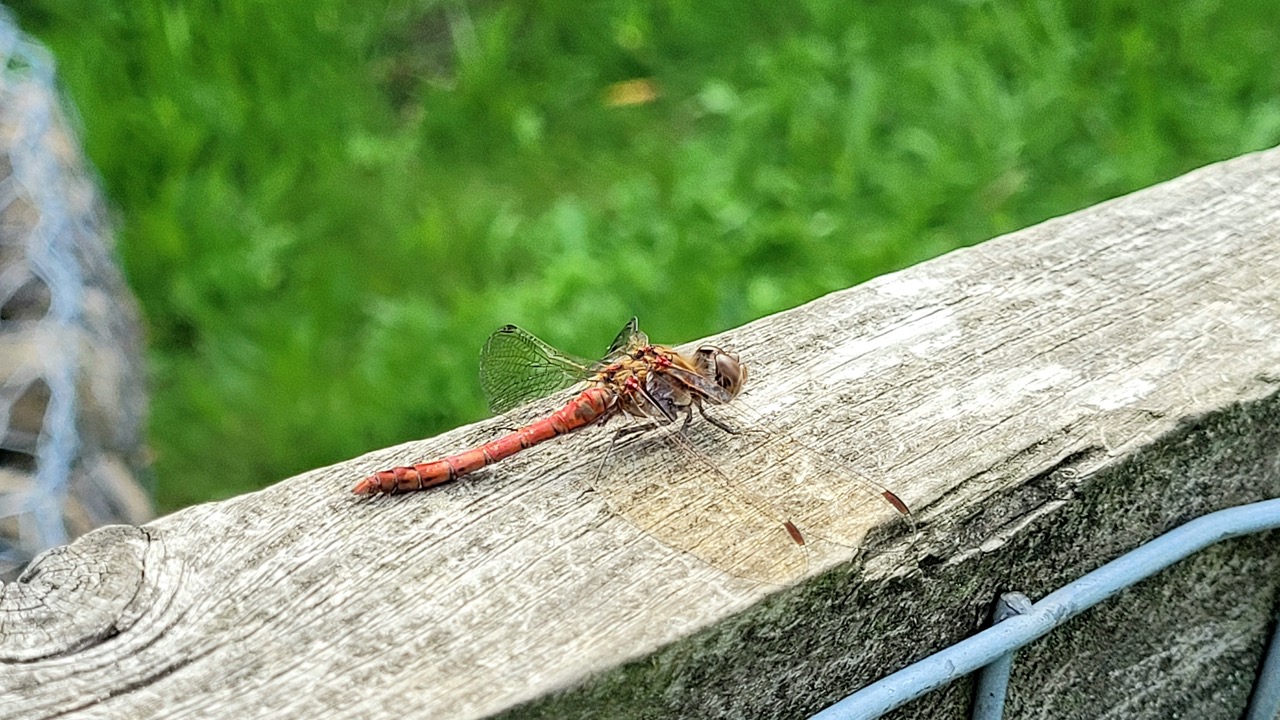 Fwd: Greg Howarth Dragonfly			
					</div><!-- .entry-content -->
		
		<footer>
		
		
		
					
					</footer><!-- .entry-meta -->
	</article><!-- #post -->
				
											
				
		
<hr class=