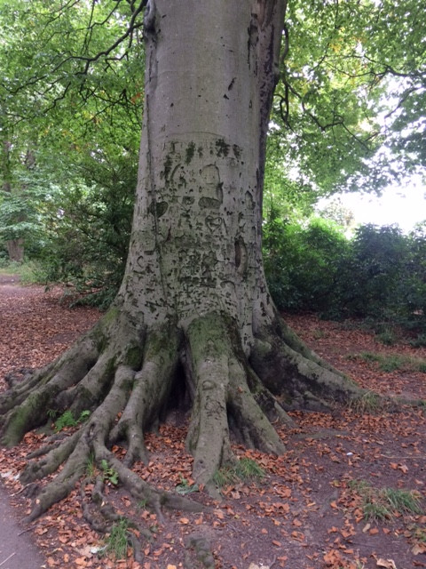 Fwd: Graves Park			
					</div><!-- .entry-content -->
		
		<footer>
		
		
		
					
					</footer><!-- .entry-meta -->
	</article><!-- #post -->
				
											
				
		
<hr class=