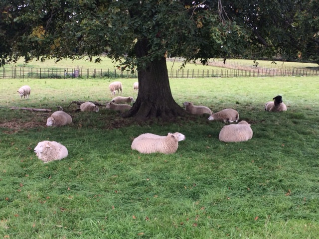 Fwd: Graves Park			
					</div><!-- .entry-content -->
		
		<footer>
		
		
		
					
					</footer><!-- .entry-meta -->
	</article><!-- #post -->
				
											
				
		
<hr class=