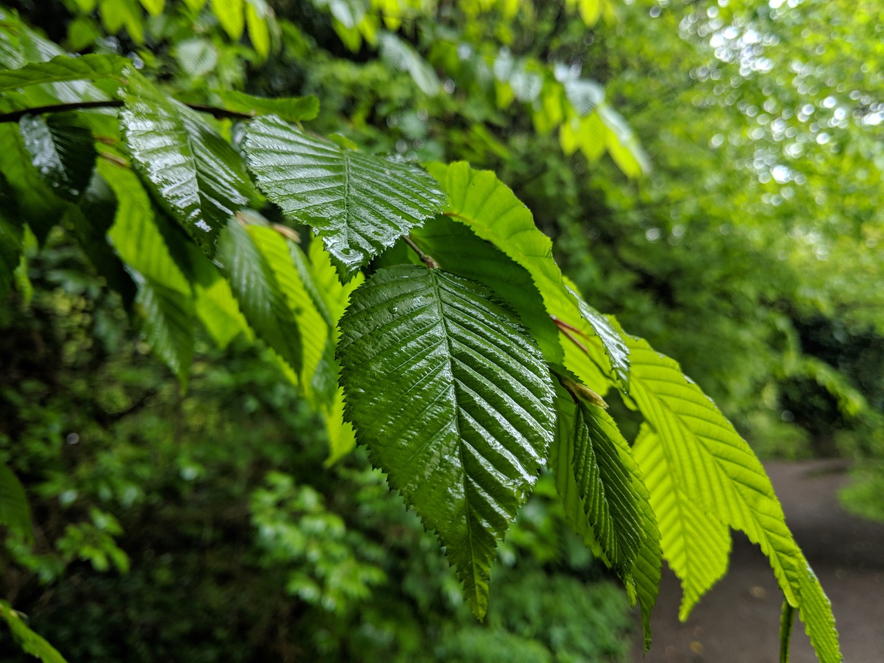 Fwd: Isaac Walker – Rivelin			
					</div><!-- .entry-content -->
		
		<footer>
		
		
		
					
					</footer><!-- .entry-meta -->
	</article><!-- #post -->
				
											
				
		
<hr class=