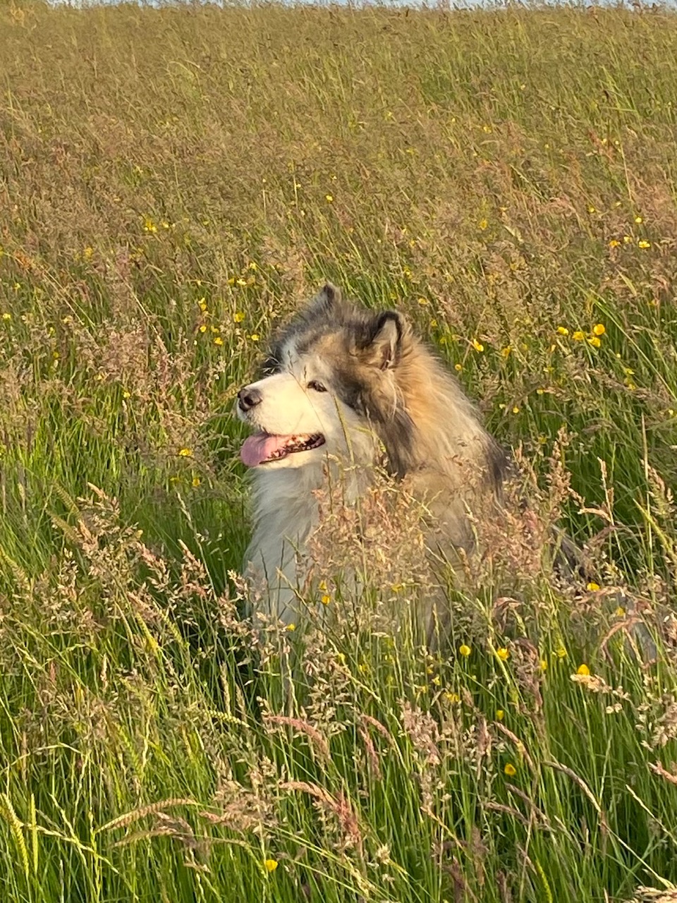 Fwd: Deisal by Val Unwin			
					</div><!-- .entry-content -->
		
		<footer>
		
		
		
					
					</footer><!-- .entry-meta -->
	</article><!-- #post -->
				
											
				
		
<hr class=