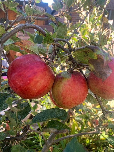 Fwd: Apples			
					</div><!-- .entry-content -->
		
		<footer>
		
		
		
					
					</footer><!-- .entry-meta -->
	</article><!-- #post -->
				
											
				
		
<hr class=