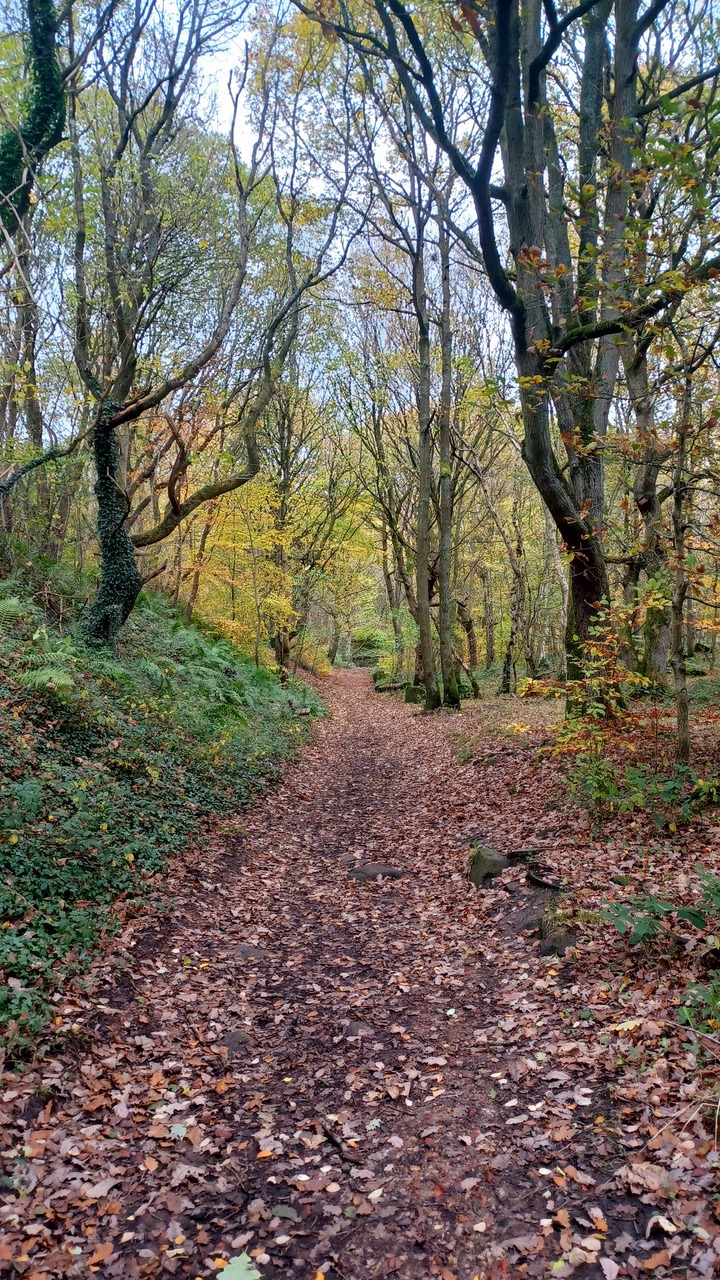 Fwd: By Mark Winter- Warncliffe Woods			
					</div><!-- .entry-content -->
		
		<footer>
		
		
		
					
					</footer><!-- .entry-meta -->
	</article><!-- #post -->
				
											
				
		
<hr class=