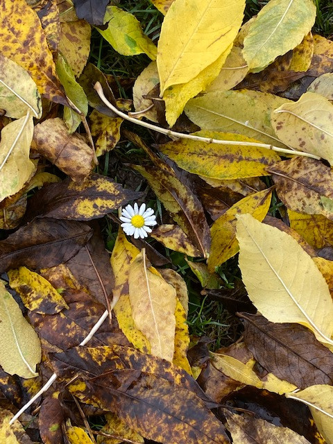 Fwd: Daisy by Val Unwin			
					</div><!-- .entry-content -->
		
		<footer>
		
		
		
					
					</footer><!-- .entry-meta -->
	</article><!-- #post -->
				
											
				
		
<hr class=