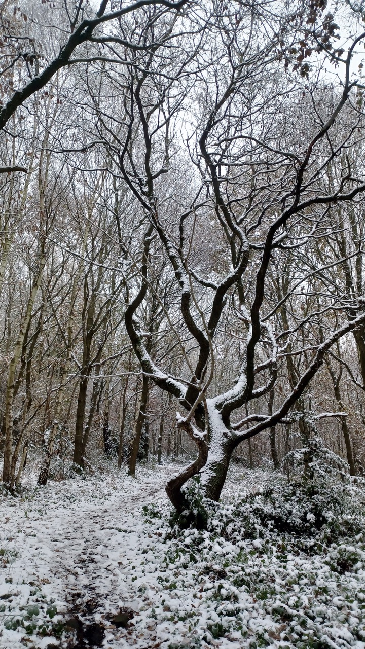 Fwd: By Mark Winter- Canklow Woods			
					</div><!-- .entry-content -->
		
		<footer>
		
		
		
					
					</footer><!-- .entry-meta -->
	</article><!-- #post -->
				
											
				
		
<hr class=