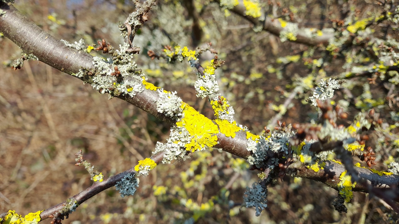 Fwd: Gail Ellis, lichen, Woodhouse washlands			
					</div><!-- .entry-content -->
		
		<footer>
		
		
		
					
					</footer><!-- .entry-meta -->
	</article><!-- #post -->
				
											
				
		
<hr class=