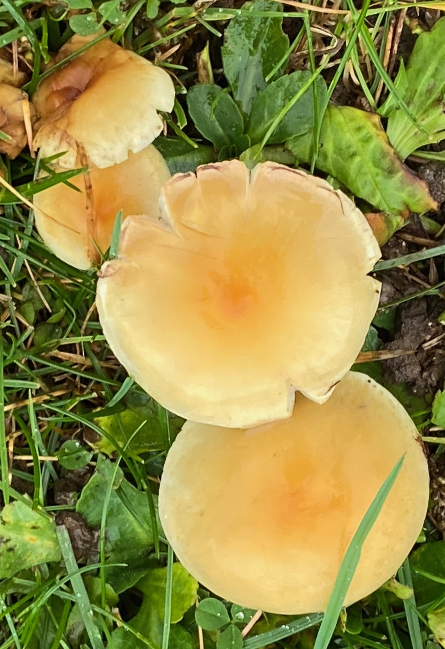 Fwd: Fungi by Val Unwin			
					</div><!-- .entry-content -->
		
		<footer>
		
		
		
					
					</footer><!-- .entry-meta -->
	</article><!-- #post -->
				
											
				
		
<hr class=