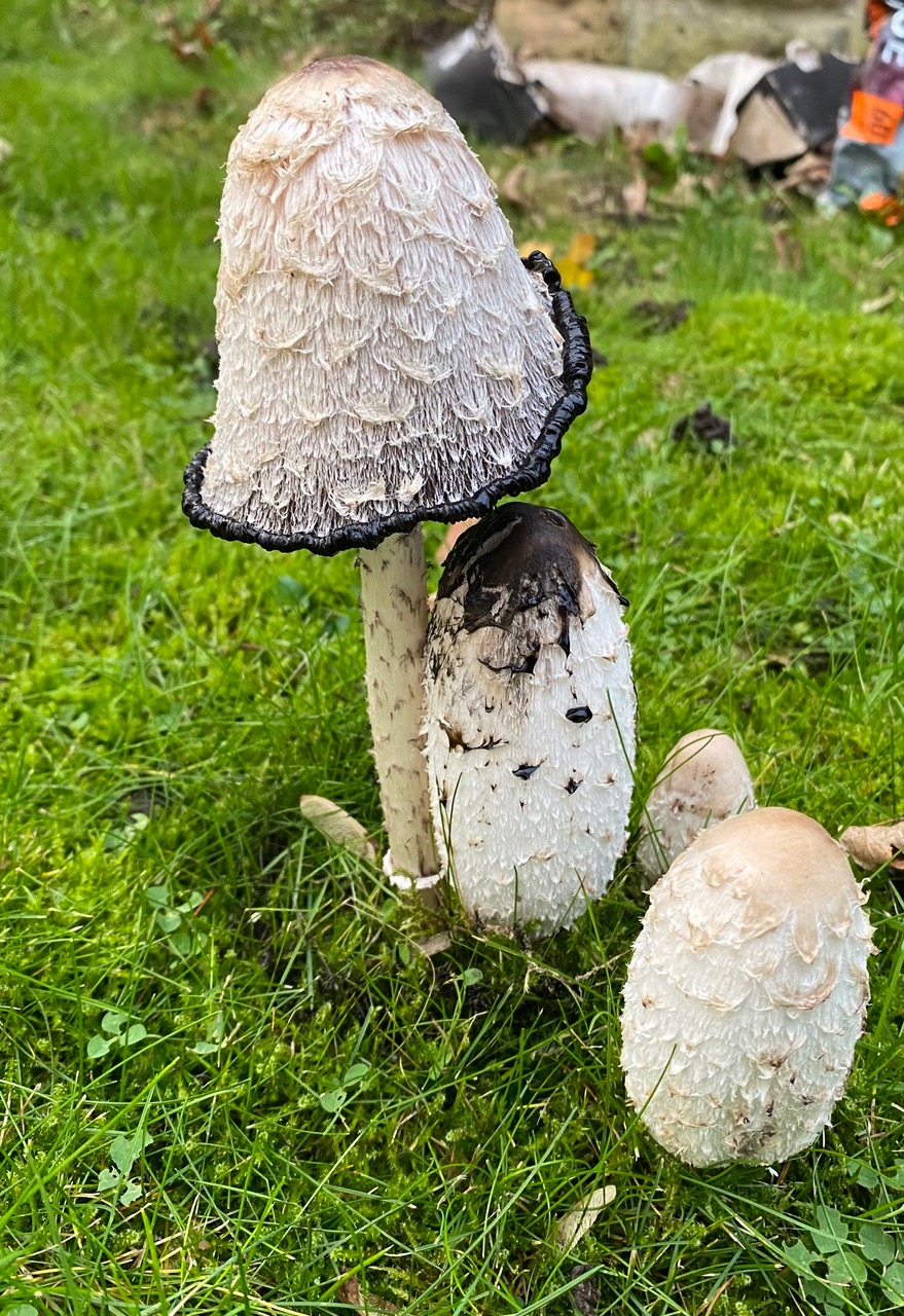 Fwd: Fungi by Val Unwin			
					</div><!-- .entry-content -->
		
		<footer>
		
		
		
					
					</footer><!-- .entry-meta -->
	</article><!-- #post -->
				
											
				
		
<hr class=