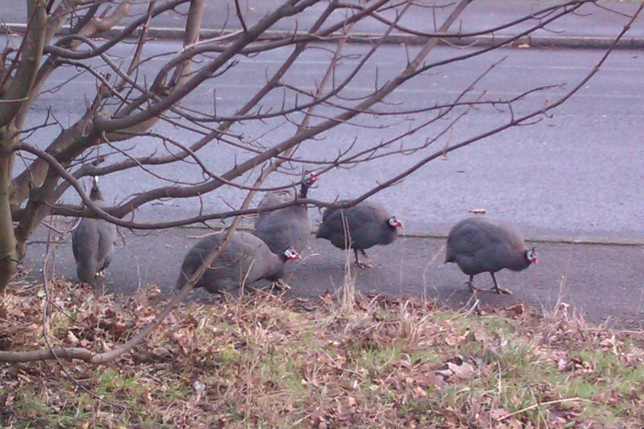 Fwd: Photo by Jon Eaton, Wingerworth			
					</div><!-- .entry-content -->
		
		<footer>
		
		
		
					
					</footer><!-- .entry-meta -->
	</article><!-- #post -->
				
											
				
		
<hr class=