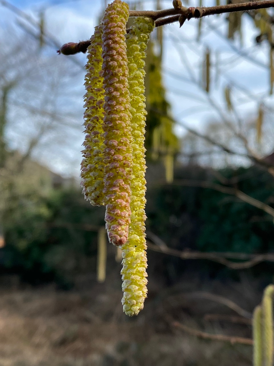 Fwd: Catkins by Val Unwin			
					</div><!-- .entry-content -->
		
		<footer>
		
		
		
					
					</footer><!-- .entry-meta -->
	</article><!-- #post -->
				
											
				
		
<hr class=