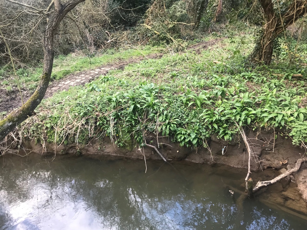 Fwd: Wild Garlic Troway			
					</div><!-- .entry-content -->
		
		<footer>
		
		
		
					
					</footer><!-- .entry-meta -->
	</article><!-- #post -->
				
											
				
		
<hr class=