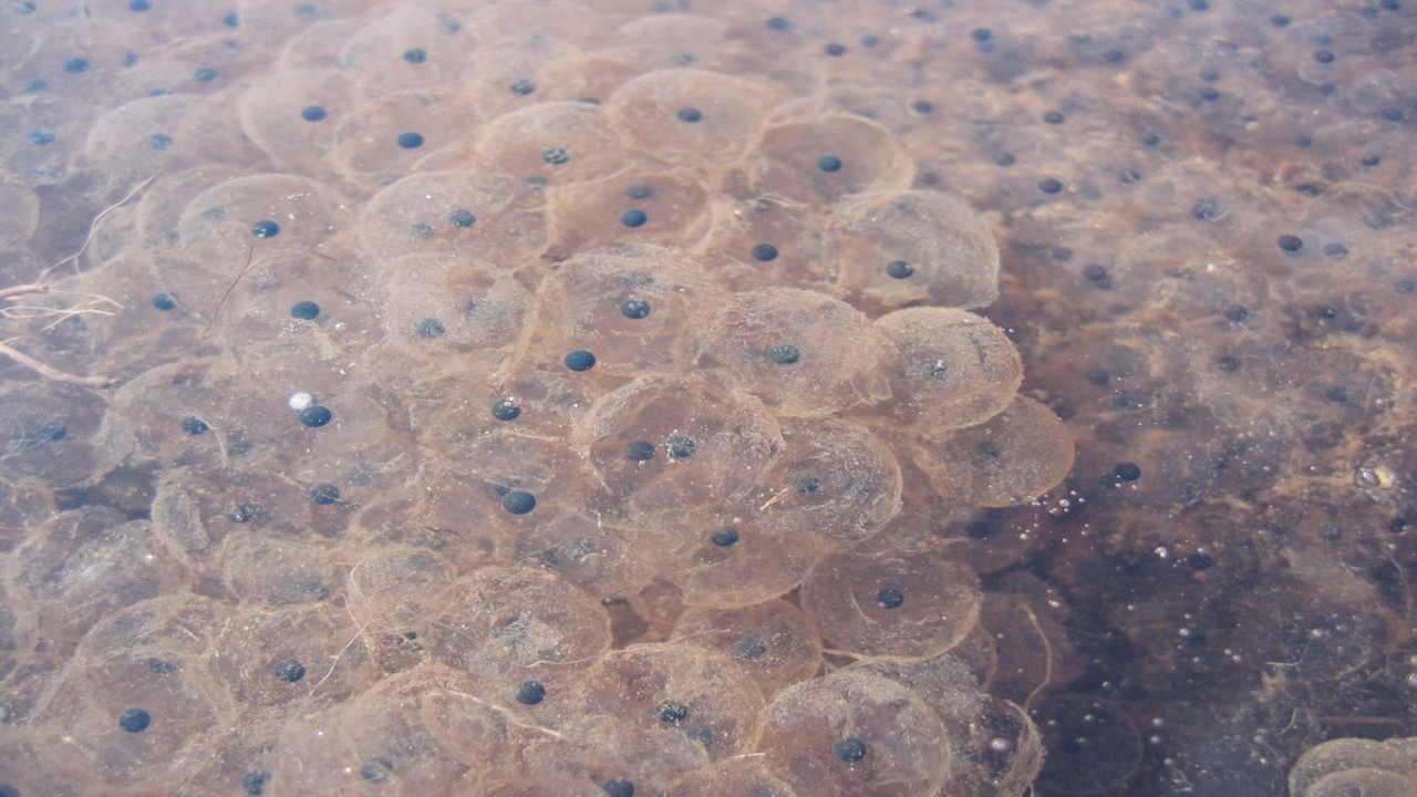 Fwd: David Maycock, Frogspawn			
					</div><!-- .entry-content -->
		
		<footer>
		
		
		
					
					</footer><!-- .entry-meta -->
	</article><!-- #post -->
				
											
				
		
<hr class=