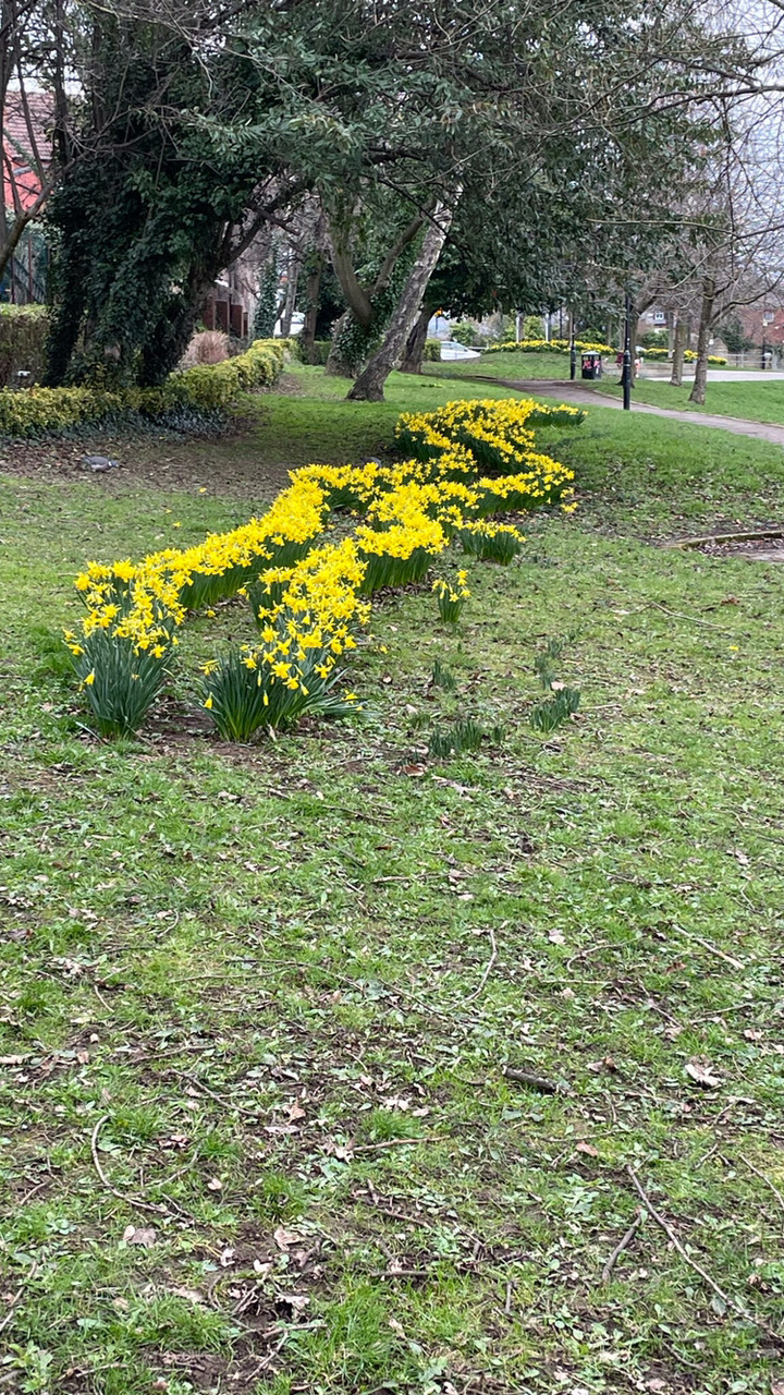 Fwd: Daffy in bloom			
					</div><!-- .entry-content -->
		
		<footer>
		
		
		
					
					</footer><!-- .entry-meta -->
	</article><!-- #post -->
				
											
				
		
<hr class=