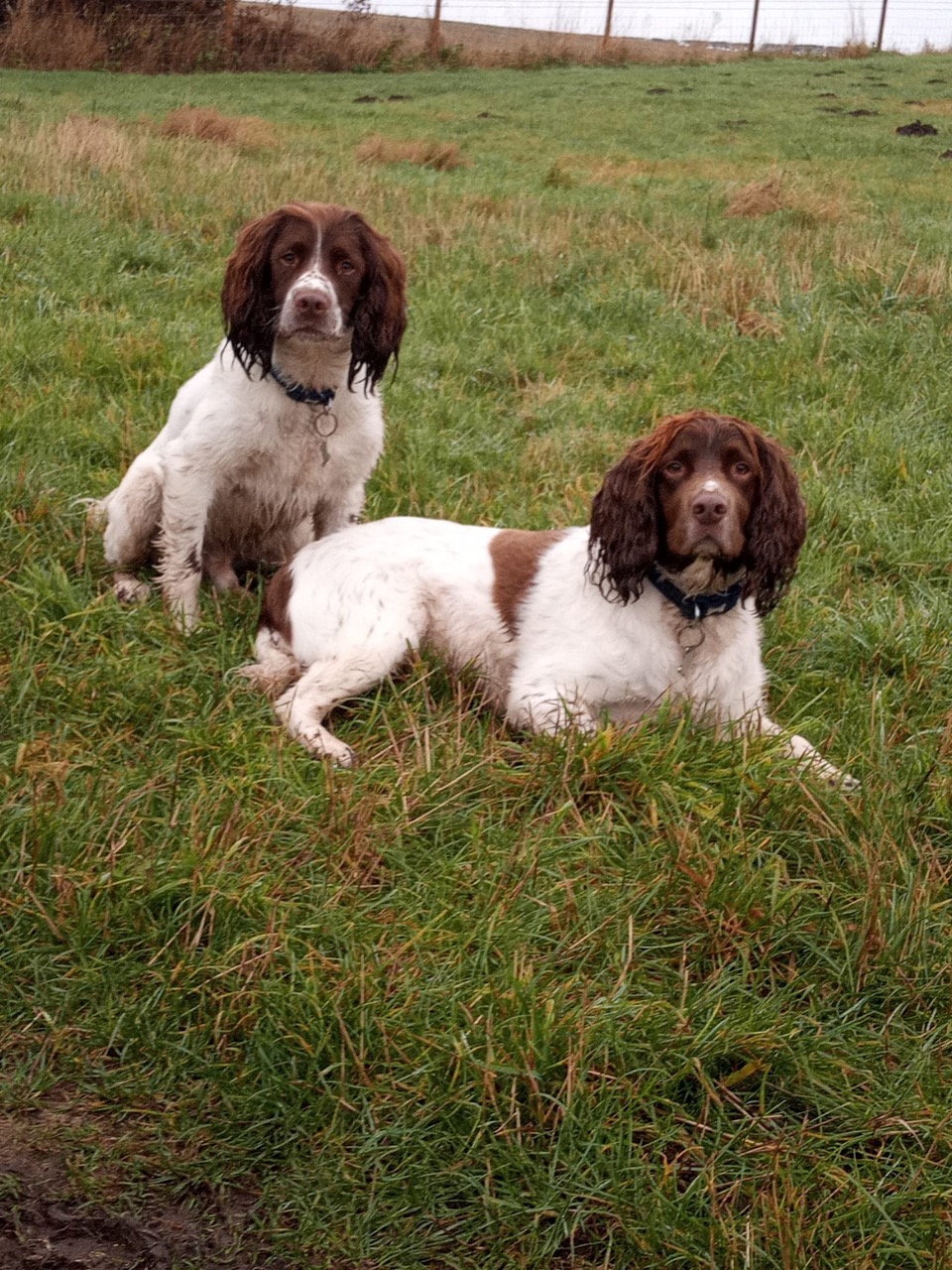 Fwd: Photo by Jon Eaton: Buzz and Diggle			
					</div><!-- .entry-content -->
		
		<footer>
		
		
		
					
					</footer><!-- .entry-meta -->
	</article><!-- #post -->
				
											
				
		
<hr class=