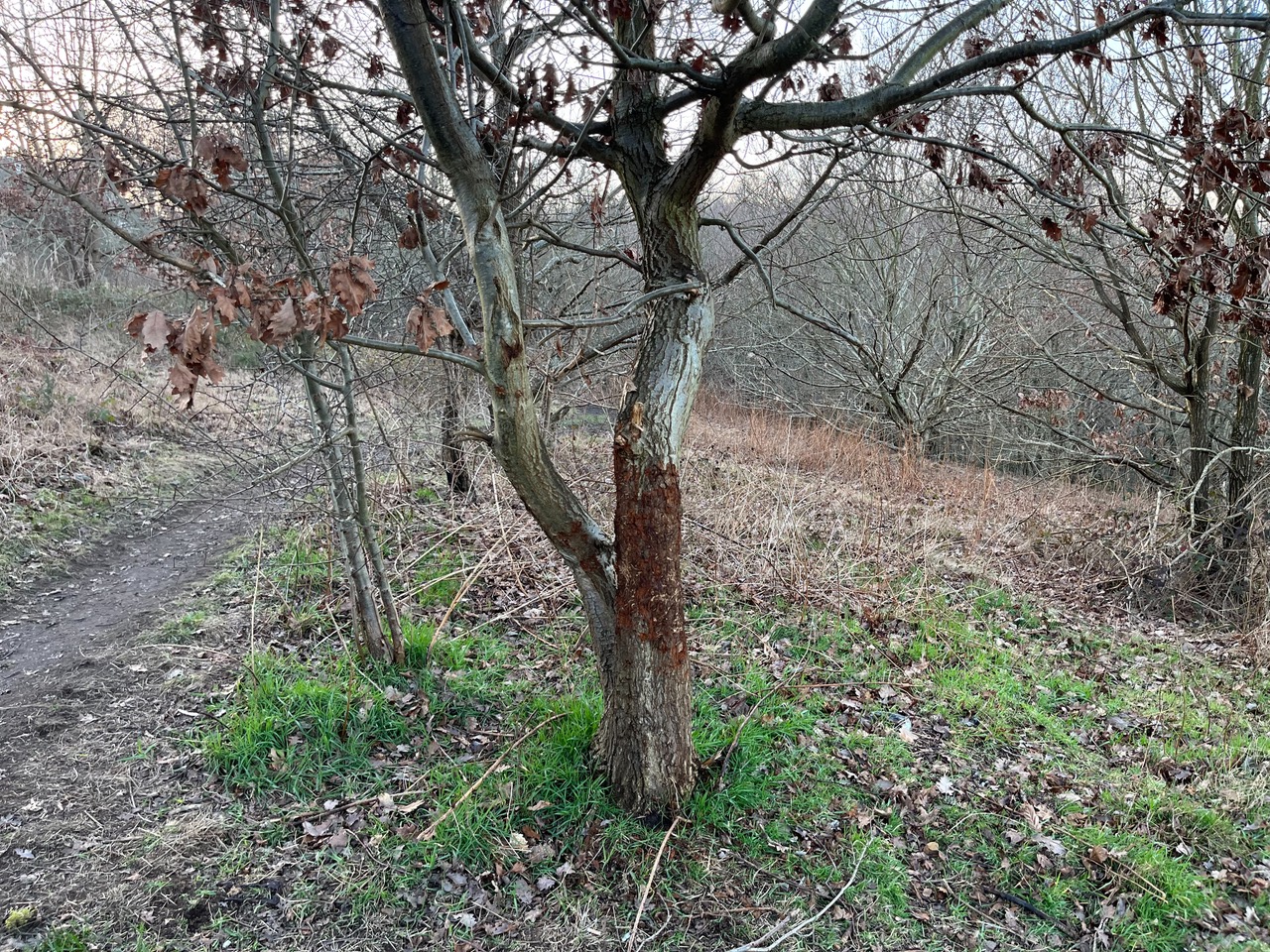 Fwd: Silkstone Ravine			
					</div><!-- .entry-content -->
		
		<footer>
		
		
		
					
					</footer><!-- .entry-meta -->
	</article><!-- #post -->
				
											
				
		
<hr class=