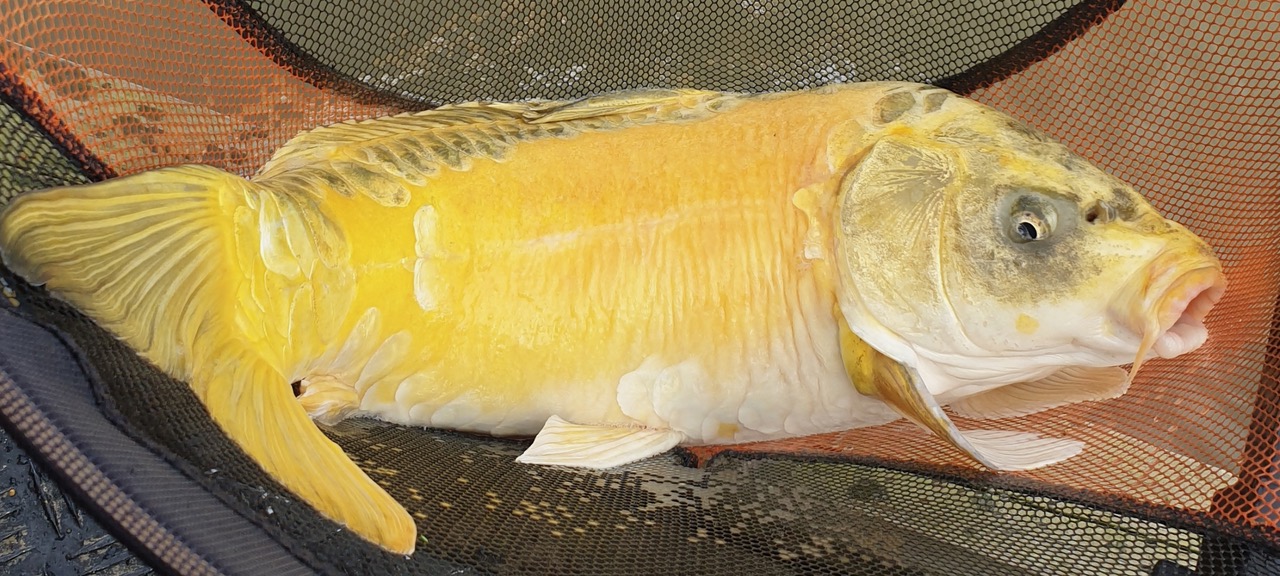 Fwd: Lee Rhodes			
					</div><!-- .entry-content -->
		
		<footer>
		
		
		
					
					</footer><!-- .entry-meta -->
	</article><!-- #post -->
				
											
				
		
<hr class=