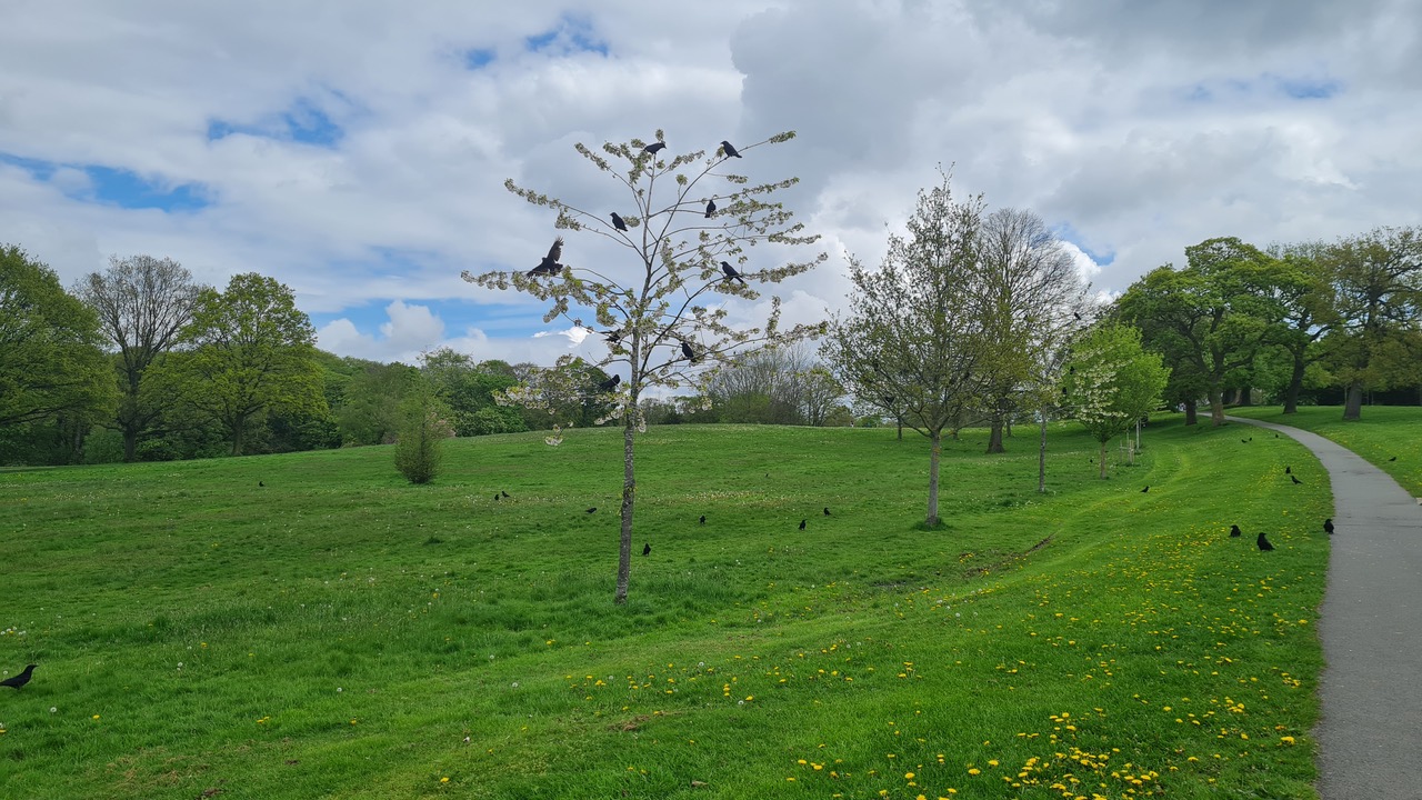 Fwd: Greg Howarth Murder of Crows Graves Pk			
					</div><!-- .entry-content -->
		
		<footer>
		
		
		
					
					</footer><!-- .entry-meta -->
	</article><!-- #post -->
				
											
				
		
<hr class=