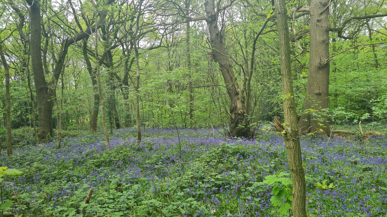Fwd: Greg Howarth Bowden Housteads woods Handsworth			
					</div><!-- .entry-content -->
		
		<footer>
		
		
		
					
					</footer><!-- .entry-meta -->
	</article><!-- #post -->
				
											
				
		
<hr class=