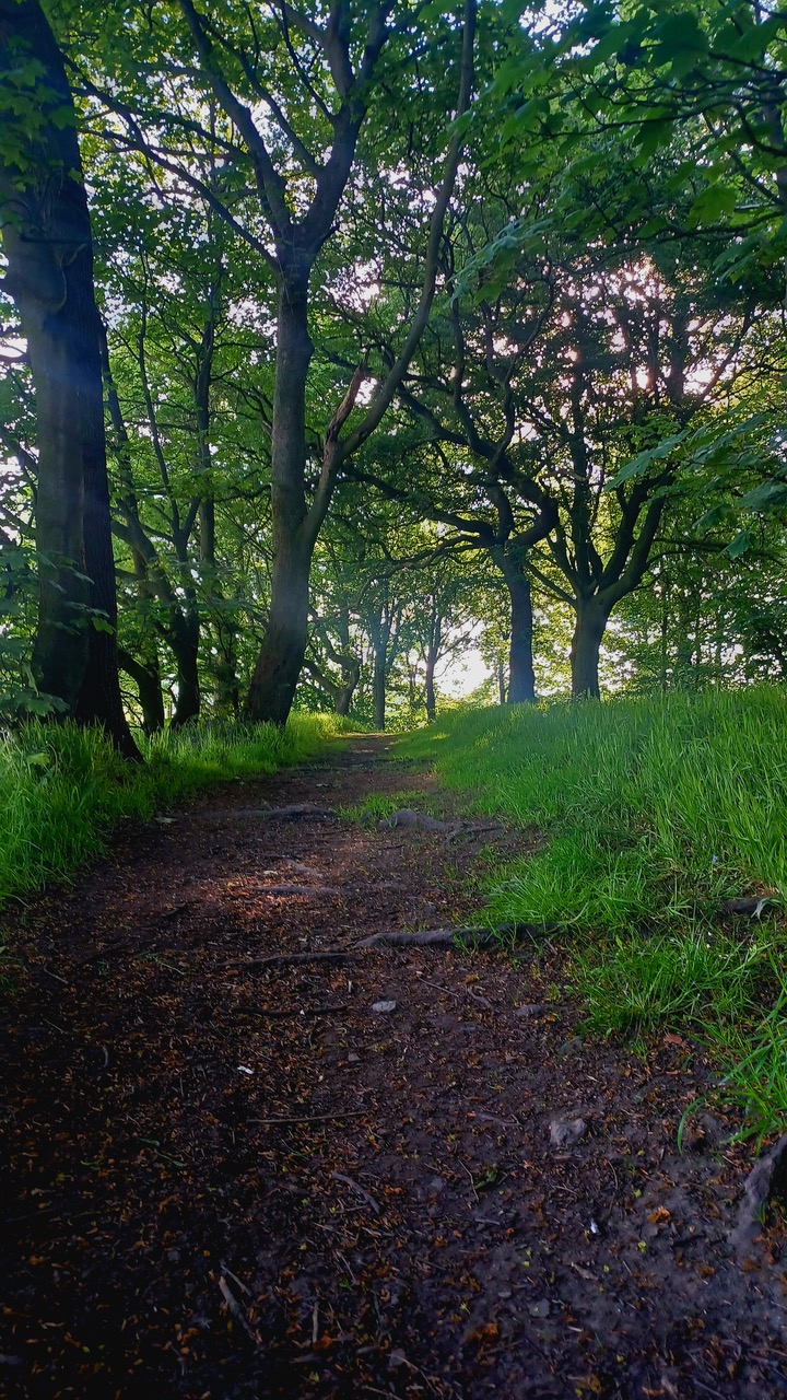 Fwd: By M Winter- Simon Wood near Wentworth.			
					</div><!-- .entry-content -->
		
		<footer>
		
		
		
					
					</footer><!-- .entry-meta -->
	</article><!-- #post -->
				
											
				
		
<hr class=