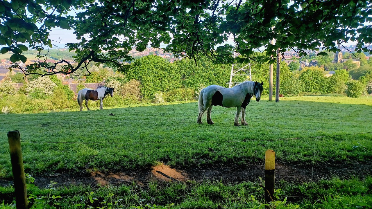 Fwd: By M Winter- Field in Elsecar.			
					</div><!-- .entry-content -->
		
		<footer>
		
		
		
					
					</footer><!-- .entry-meta -->
	</article><!-- #post -->
				
											
				
		
<hr class=