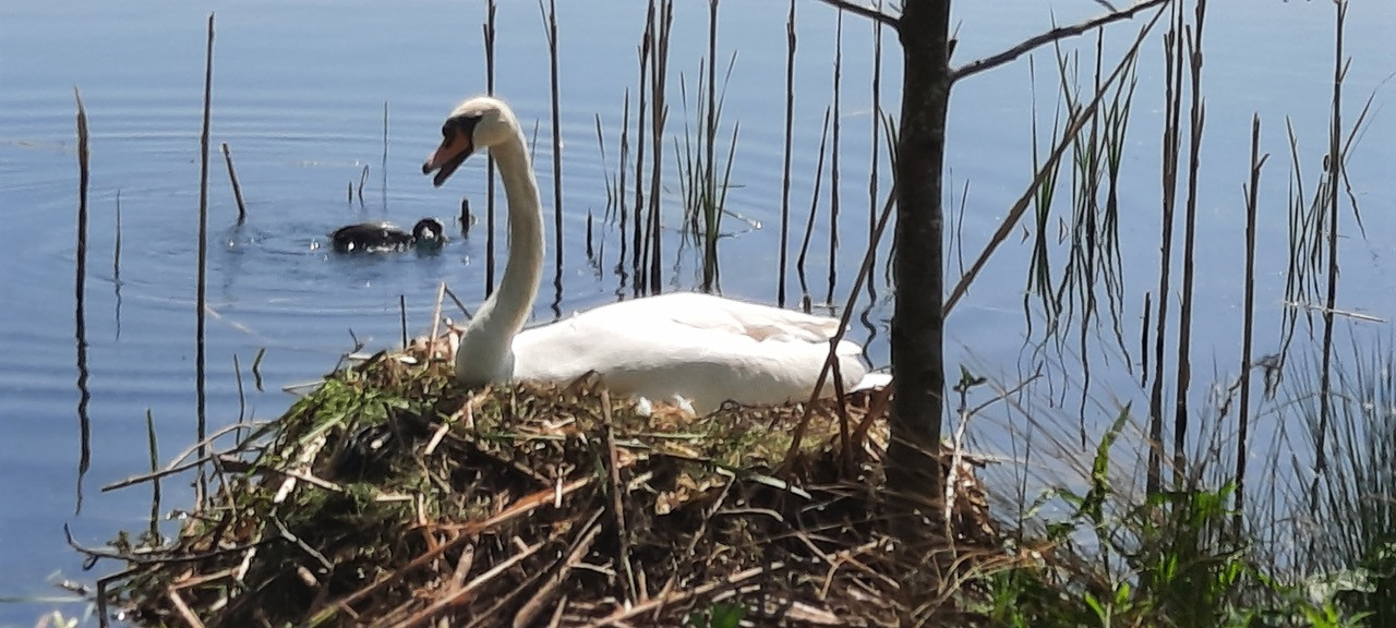 Fwd: Photo by maharg at Rother valley			
					</div><!-- .entry-content -->
		
		<footer>
		
		
		
					
					</footer><!-- .entry-meta -->
	</article><!-- #post -->
				
											
				
		
<hr class=