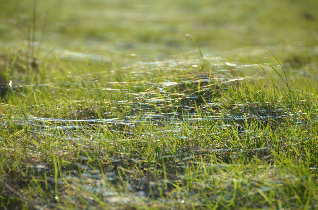 Fwd: Spider webs by Roland the Geordie			
					</div><!-- .entry-content -->
		
		<footer>
		
		
		
					
					</footer><!-- .entry-meta -->
	</article><!-- #post -->
				
											
				
		
<hr class=