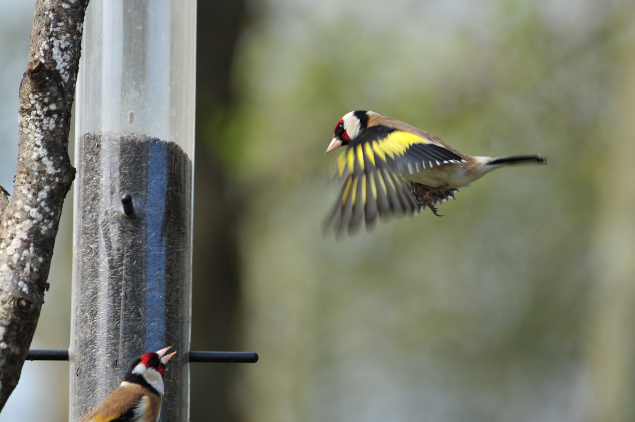 Fwd: Roland the Geordie Goldfinch			
					</div><!-- .entry-content -->
		
		<footer>
		
		
		
					
					</footer><!-- .entry-meta -->
	</article><!-- #post -->
				
											
				
		
<hr class=