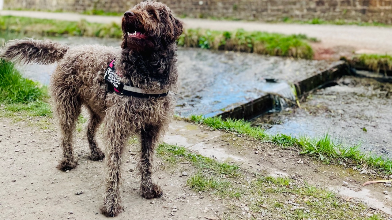 Fwd: Betty at Cromford Canal			
					</div><!-- .entry-content -->
		
		<footer>
		
		
		
					
					</footer><!-- .entry-meta -->
	</article><!-- #post -->
				
											
				
		
<hr class=