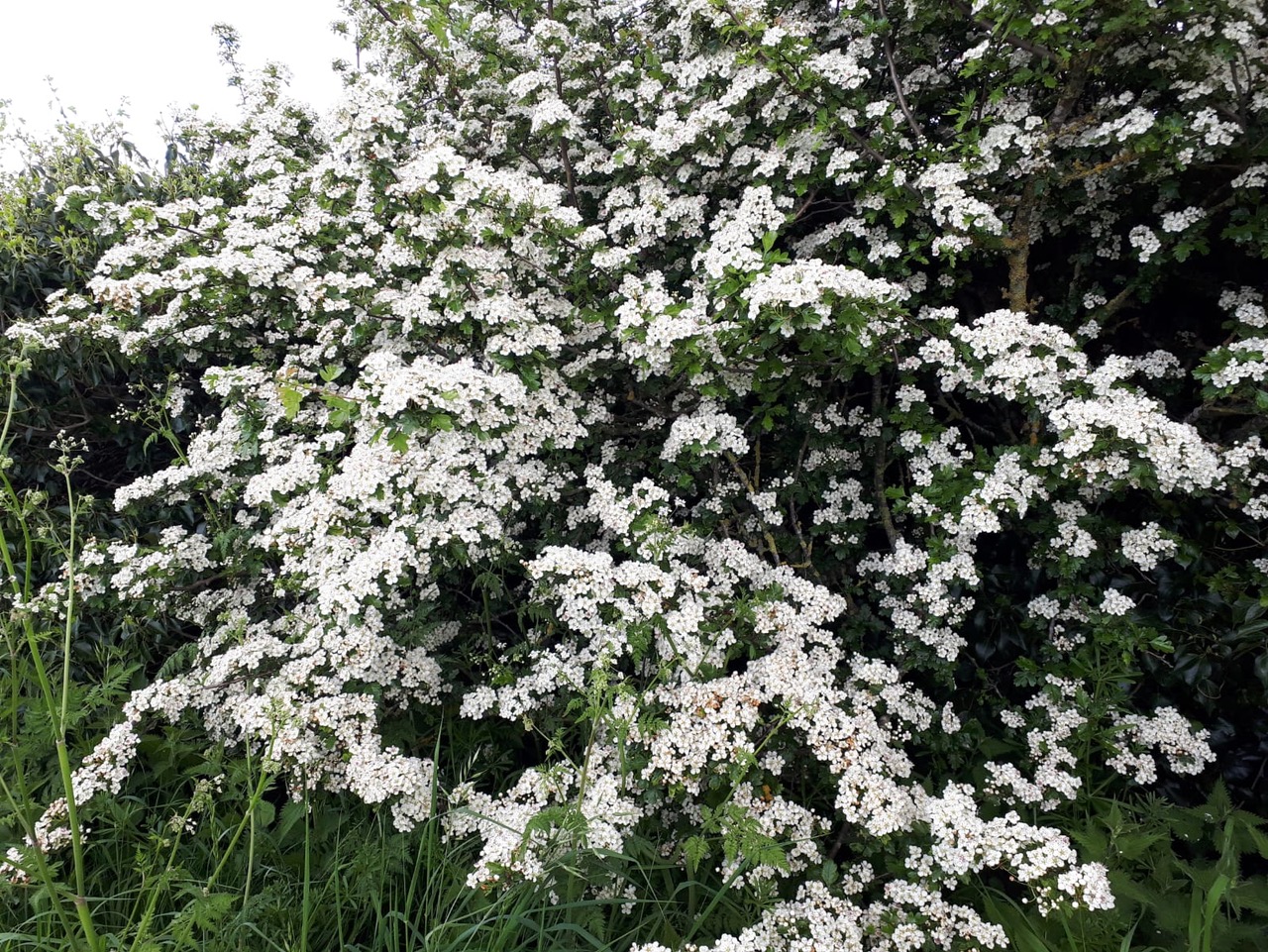 Fwd: Vincent, Anston Fields, hawthorn blossom			
					</div><!-- .entry-content -->
		
		<footer>
		
		
		
					
					</footer><!-- .entry-meta -->
	</article><!-- #post -->
				
											
				
		
<hr class=