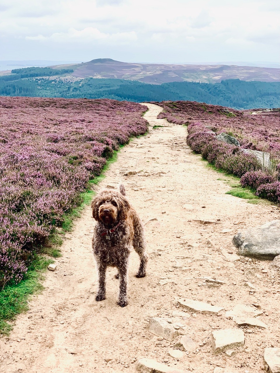 Fwd: Betty in Bamford Edge			
					</div><!-- .entry-content -->
		
		<footer>
		
		
		
					
					</footer><!-- .entry-meta -->
	</article><!-- #post -->
				
											
				
		
<hr class=