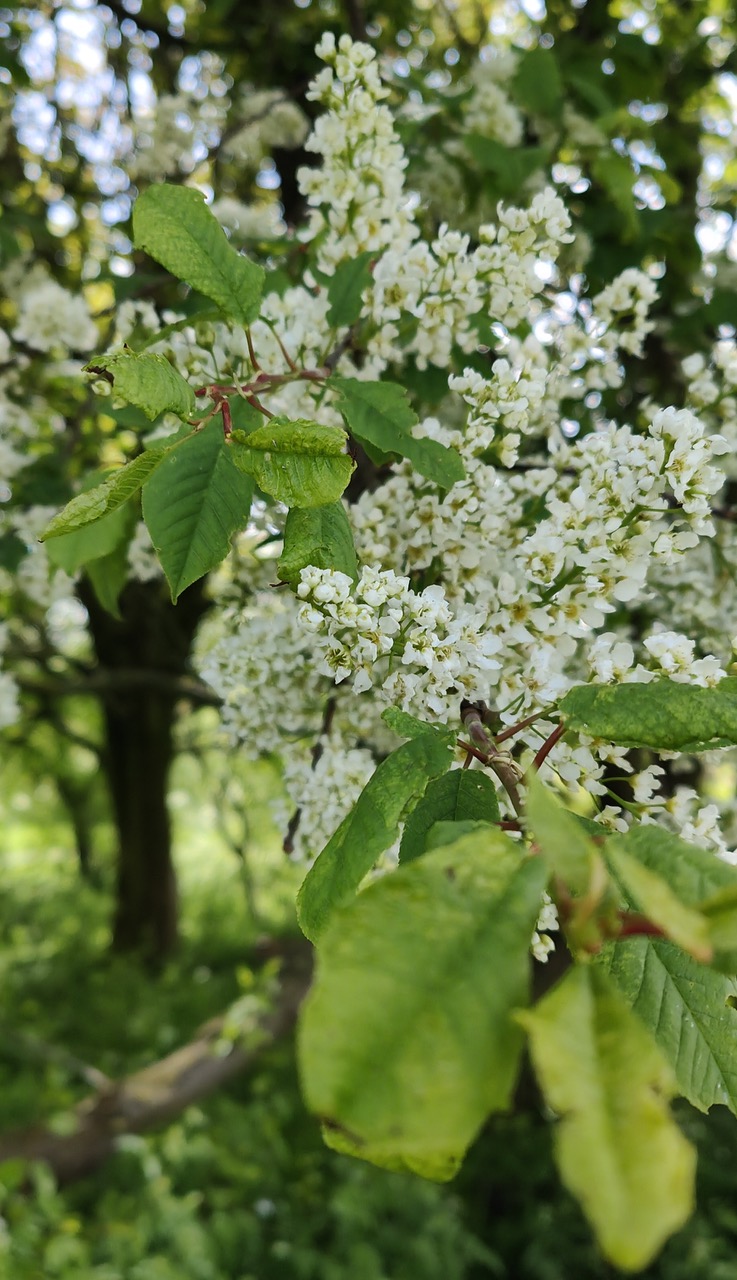 Fwd: Spring at Hackenthorpe			
					</div><!-- .entry-content -->
		
		<footer>
		
		
		
					
					</footer><!-- .entry-meta -->
	</article><!-- #post -->
				
											
				
		
<hr class=