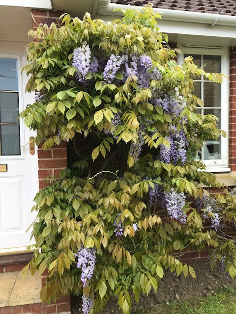 Fwd: Wisteria			
					</div><!-- .entry-content -->
		
		<footer>
		
		
		
					
					</footer><!-- .entry-meta -->
	</article><!-- #post -->
				
											
				
		
<hr class=