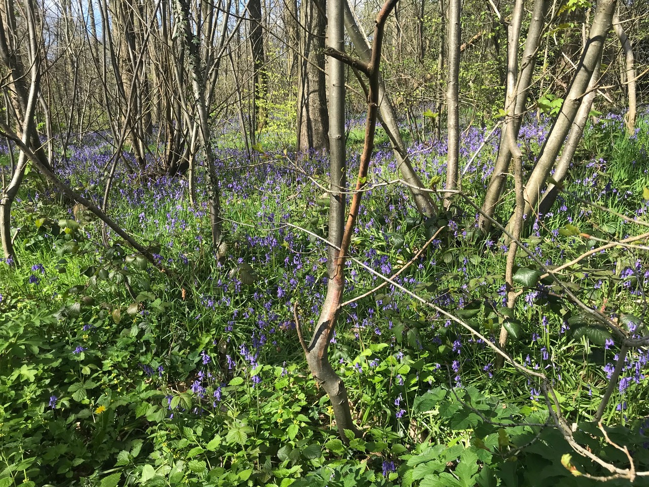 Fwd: Moss Valley			
					</div><!-- .entry-content -->
		
		<footer>
		
		
		
					
					</footer><!-- .entry-meta -->
	</article><!-- #post -->
				
											
				
		
<hr class=