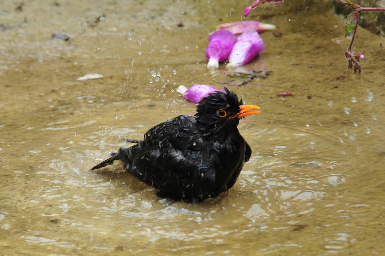 Fwd: Roland the Geordie Bath time			
					</div><!-- .entry-content -->
		
		<footer>
		
		
		
					
					</footer><!-- .entry-meta -->
	</article><!-- #post -->
				
											
				
		
<hr class=