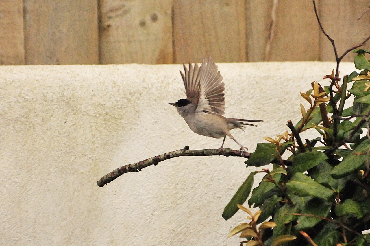 Fwd: Roland the Geordie Blackcap			
					</div><!-- .entry-content -->
		
		<footer>
		
		
		
					
					</footer><!-- .entry-meta -->
	</article><!-- #post -->
				
											
				
		
<hr class=