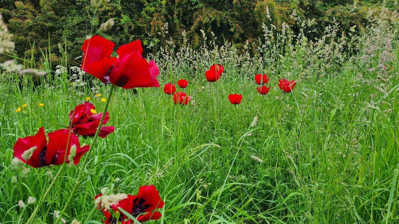 Fwd: Greg Howarth Meersbrook prk			
					</div><!-- .entry-content -->
		
		<footer>
		
		
		
					
					</footer><!-- .entry-meta -->
	</article><!-- #post -->
				
											
				
		
<hr class=