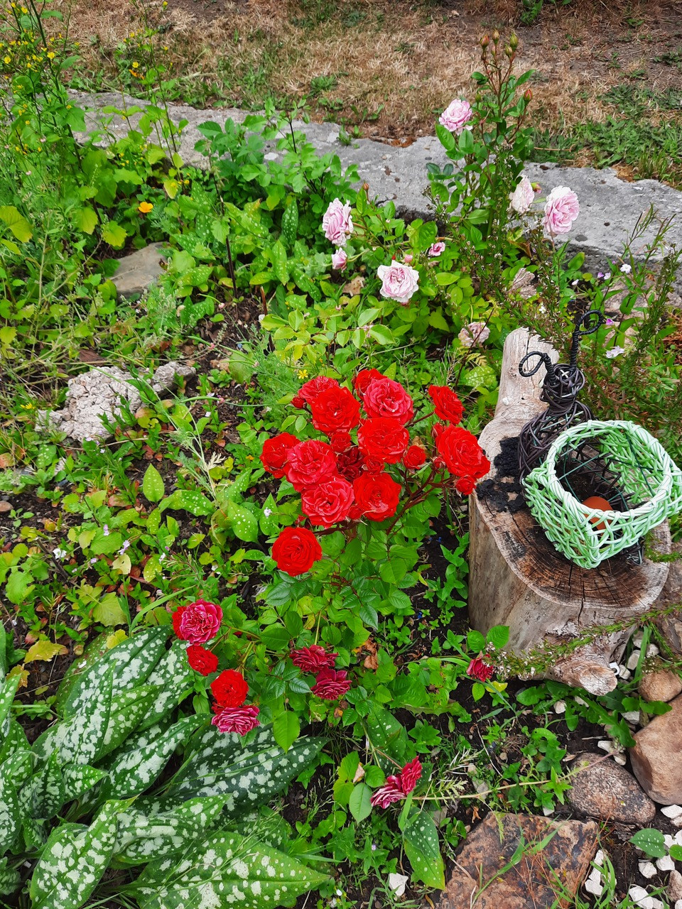 Fwd: New rose garden by Diana lees			
					</div><!-- .entry-content -->
		
		<footer>
		
		
		
					
					</footer><!-- .entry-meta -->
	</article><!-- #post -->
				
											
				
		
<hr class=