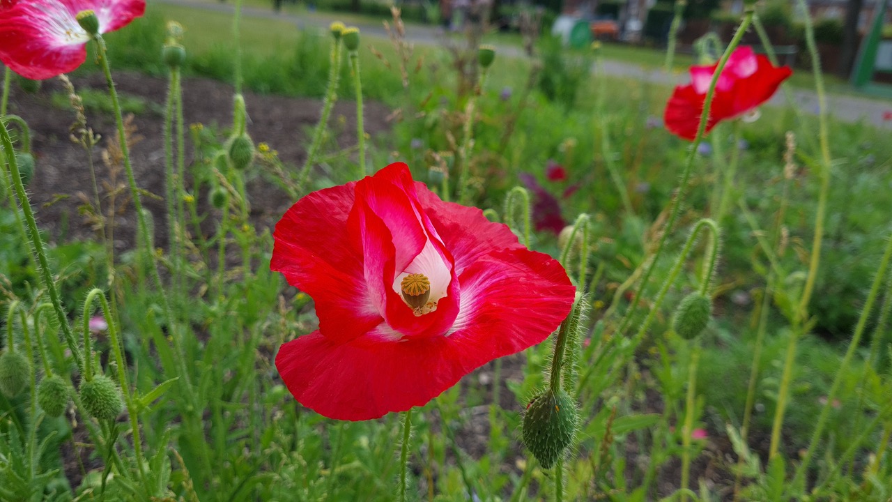 Fwd: Greg Howarth Deep Pitts Manor			
					</div><!-- .entry-content -->
		
		<footer>
		
		
		
					
					</footer><!-- .entry-meta -->
	</article><!-- #post -->
				
											
				
		
<hr class=