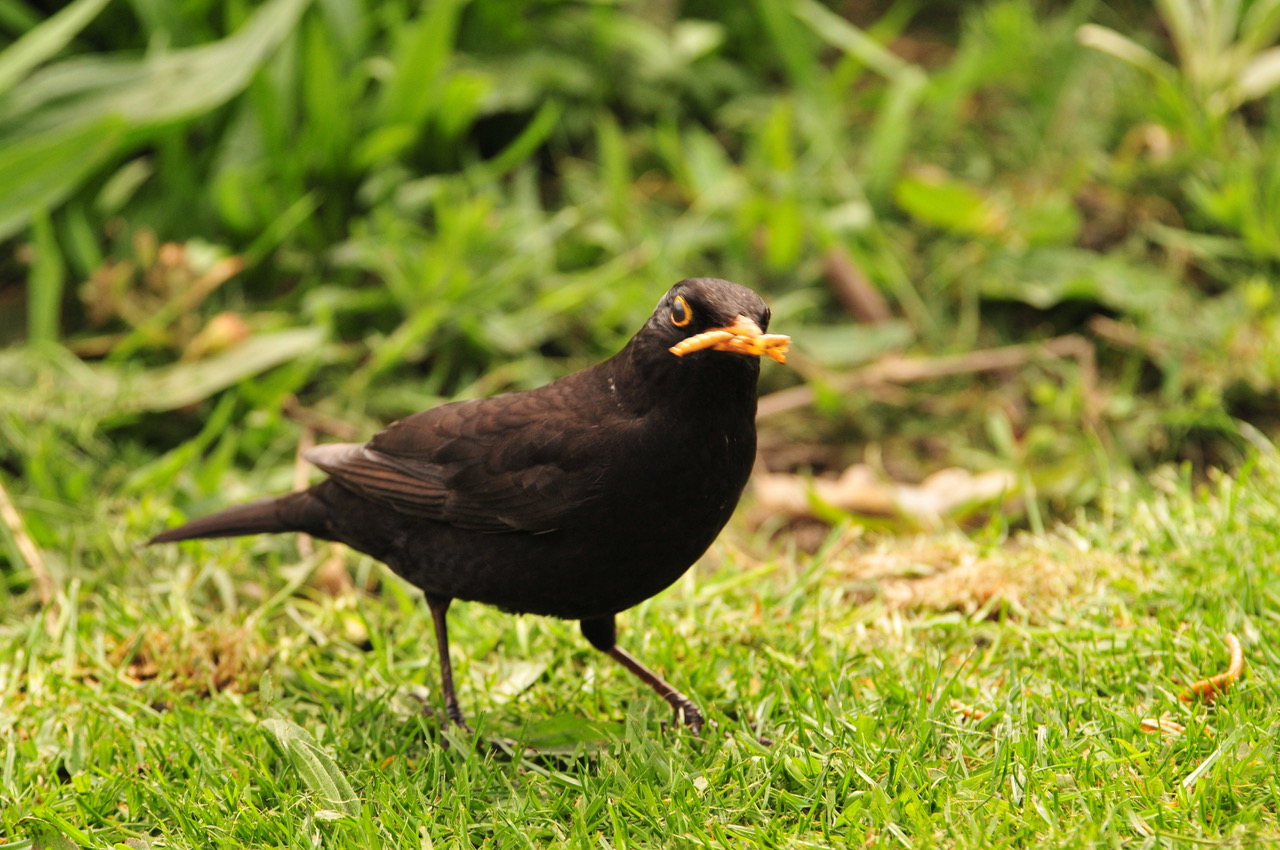 Fwd: Roland Geordie at Parson Cross			
					</div><!-- .entry-content -->
		
		<footer>
		
		
		
					
					</footer><!-- .entry-meta -->
	</article><!-- #post -->
				
											
				
		
<hr class=