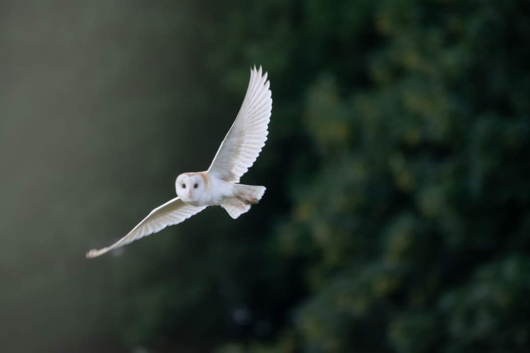 Fwd: Photo by jules clumber			
					</div><!-- .entry-content -->
		
		<footer>
		
		
		
					
					</footer><!-- .entry-meta -->
	</article><!-- #post -->
				
											
				
		
<hr class=