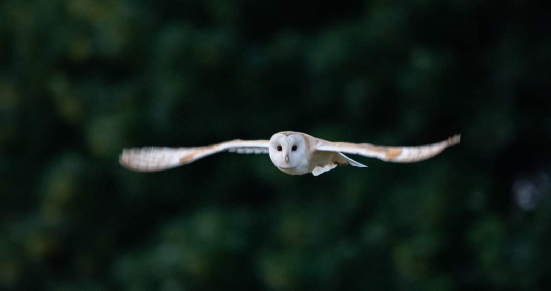 Fwd: Photo by jules clumber park			
					</div><!-- .entry-content -->
		
		<footer>
		
		
		
					
					</footer><!-- .entry-meta -->
	</article><!-- #post -->
				
											
				
		
<hr class=