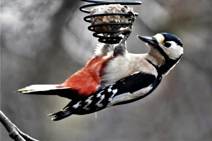 Fwd: Photo by Karen clumber			
					</div><!-- .entry-content -->
		
		<footer>
		
		
		
					
					</footer><!-- .entry-meta -->
	</article><!-- #post -->
				
											
				
		
<hr class=