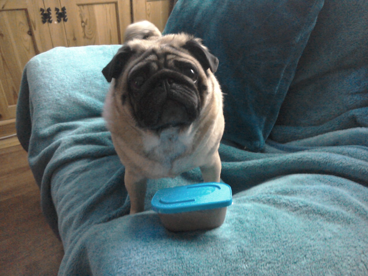Fwd: Toby the pug			
					</div><!-- .entry-content -->
		
		<footer>
		
		
		
					
					</footer><!-- .entry-meta -->
	</article><!-- #post -->
				
											
				
		
<hr class=